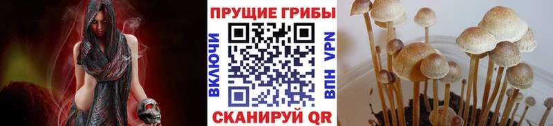 Псилоцибиновые грибы Psilocybe  Чебоксары 